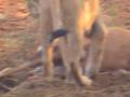 LIONESS WITH HER KILL