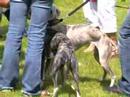 Beringen 22-06-08