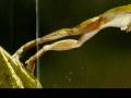 The Frog by Hilaire Belloc