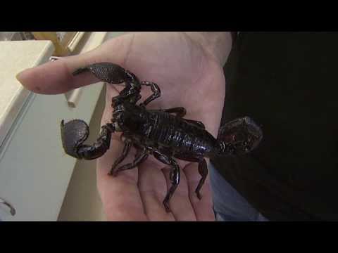 how to treat a scorpion sting in oklahoma