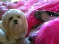 Photo Shoot prior to Double Mastectomy