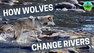 How wolves change rivers.....