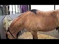 The Real Life Spirit (model for movie)