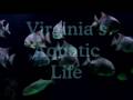 Aquatic Life