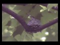 A Ruby-Throated Hummingbird calls Cincinnati Nature Center Home