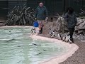 London Zoo: Zoo keeper taps penguin into pool