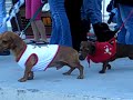 Dachshunds on Parade Dachshunds on Parade