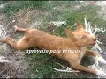 Fininho para Adopção Fininho para Adopção