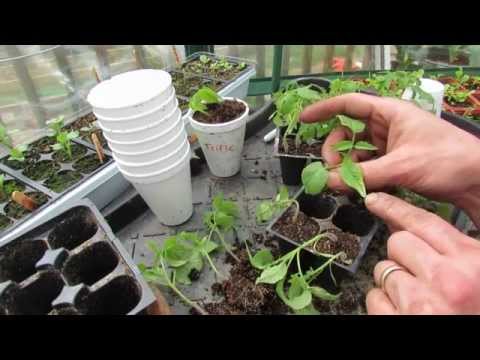 how to transplant potatoes