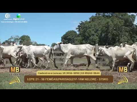 540� LEIL�O VIRTUAL MB LEIL�ES