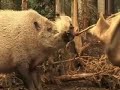 The bearded pigs at ZSL London Zoo