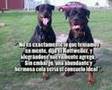 La Leyenda de como fué creado el ROTTWEILER