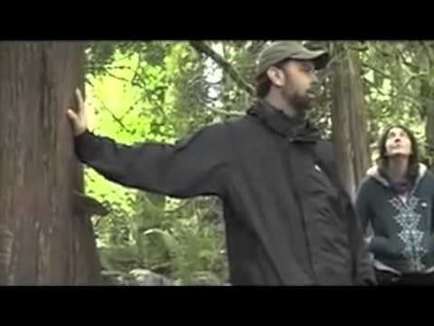 how to transplant wild cedar trees