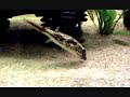 MBU Puffer eating Ramshorn snail with crunching sound!!