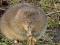 Cute Animal Christmas Song Cute Animal Christmas Song
