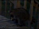 Oct 03 2008 - VID00207 Oct 03 2008 - VID00207