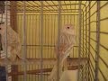 mozaik kanarya video6