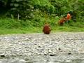 Gunung Leuser orang utan