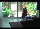 my dog Elvis: ep 1 barking for no particular reason