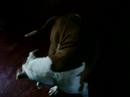 pit bull brincando pit bull brincando