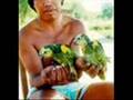 Amazona aestiva - Papagaio Verdadeiro