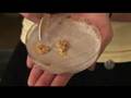 slime moulds