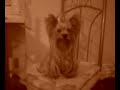 YORKSHIRE TERRIER my Princess tiffinQa