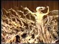Pope John Paul II speaks on priestly celibacy