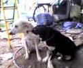 amores perros