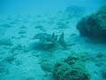 Angel Shark in Gran Canaria