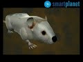 El aprendizaje podría depender de la regeneración neuronal El aprendizaje podría depender de la regeneración neuronal