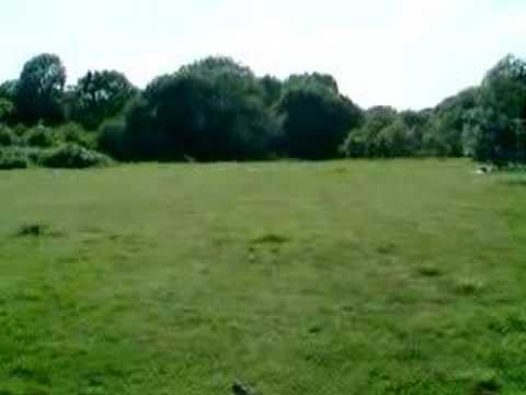 Parkour - Treejumping.co.uk - Wandsworth
