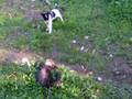 videos de Marderjäger vom Galm