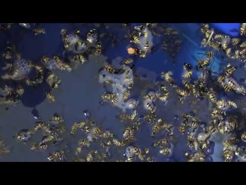 how to eliminate yellow jackets