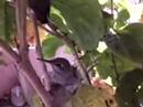 Baby Hummingbird Flies Away