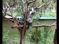 koala healesville sanctuary koala healesville sanctuary