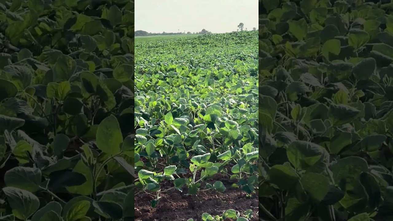 QUEM ADIVINHA A CULTURA