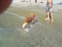 Alassio: cani in vacanza Alassio: cani in vacanza