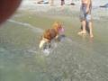 videos de Alassio: cani in vacanza