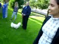 Great Moments wit Dog MoLi Great Moments wit Dog MoLi