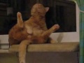 Pelle - die onanierende Katze Pelle - die onanierende Katze