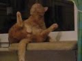 Pelle - die onanierende Katze