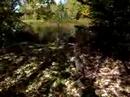 the pursuit of the great blue heron