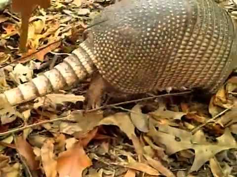 ARMADILLO
