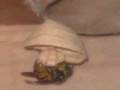 Vespula maculifrons in captivity