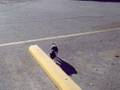 videos de Cat on leash