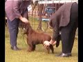 Leicestershire Gundog - Field Spaniel Judging 2 of 2