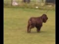 Leicestershire Gundog - Field Spaniel Judging 2 of 2
