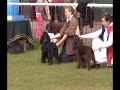 Leicestershire Gundog - Field Spaniel Judging 2 of 2