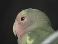 Lovebird?OPi ? 2003?4?25?A????????????????? Lovebird?OPi ? 2003?4?25?A?????????????????